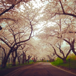 北斗町の桜回廊