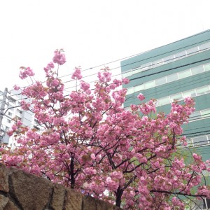 20160511桜