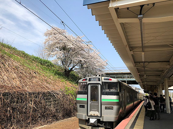 南小樽駅　JRと桜