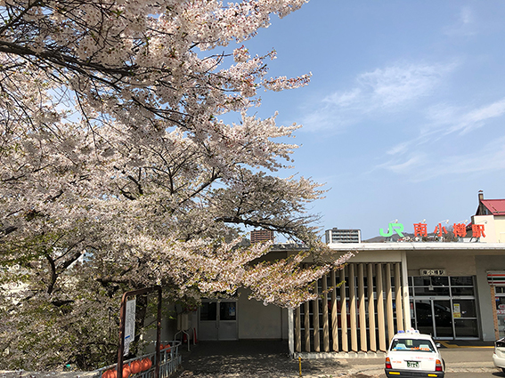南小樽駅の桜